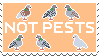 Pigeons are not pests